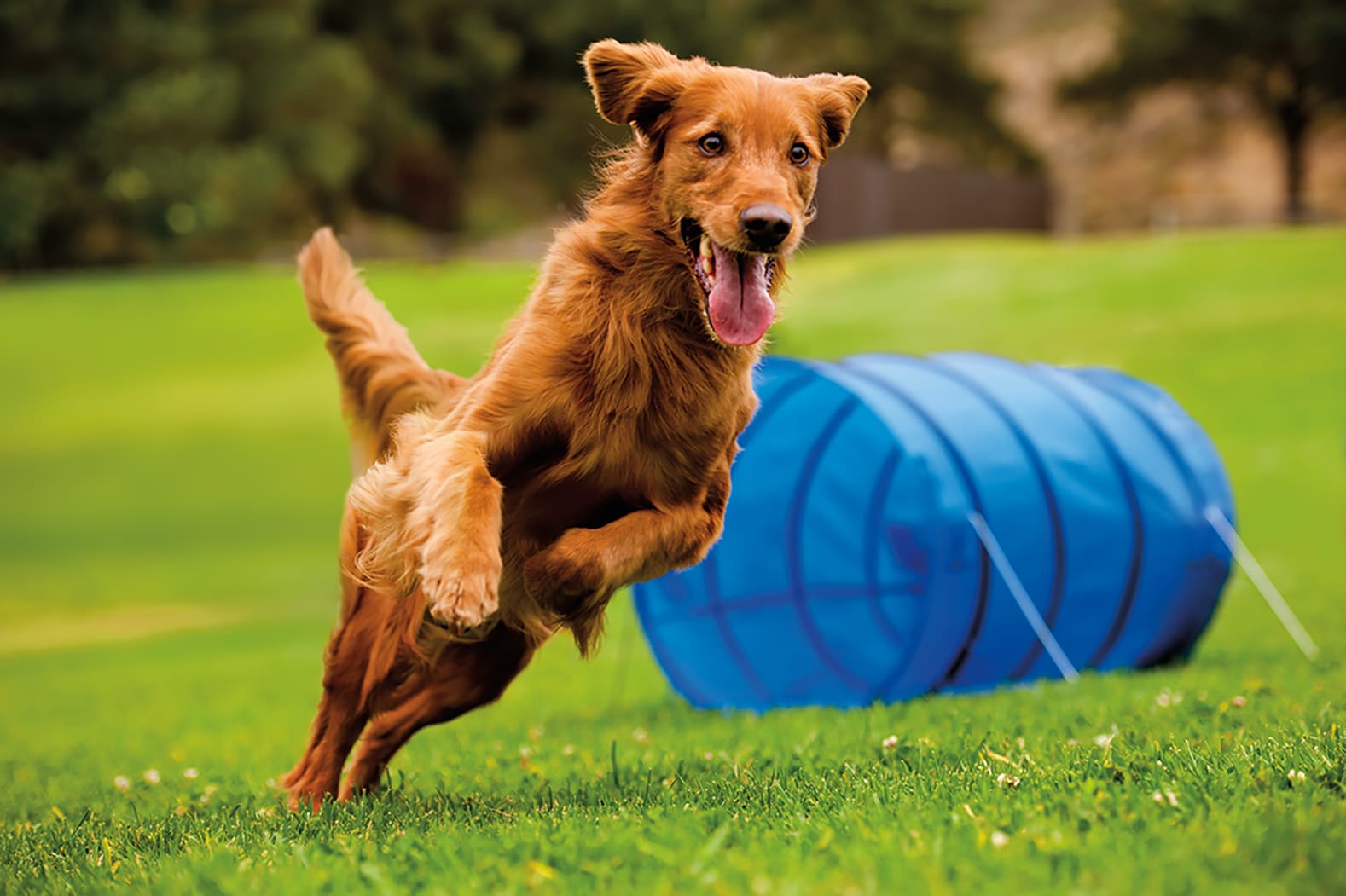 Dog agility for store beginners